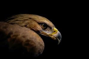 Ein scharfer Blick Ein scharfer Blick