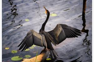 Ein stolzer Vogel Ein stolzer Vogel