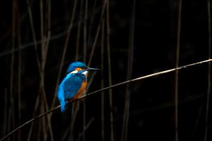 Eisvogel