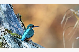 Eisvogel an der Aare