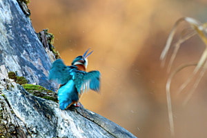 Eisvogel nach Fischfang
