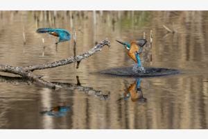 Eisvogel_MM22_00089 Eisvogel_MM22_00089