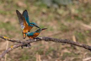Eisvogel_MM22_00917 Eisvogel_MM22_00917