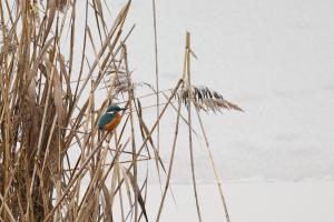 Eisvogel am Thunersee