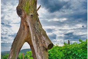 Baum-Elefant Baum-Elefant