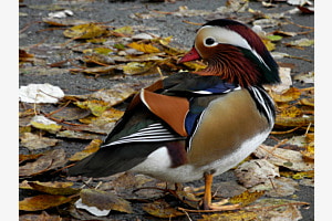Mandarinente