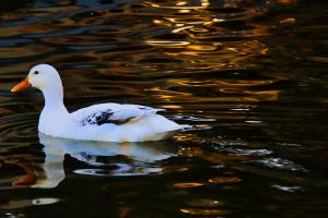 Ente im goldenen Teich Ente im goldenen Teich