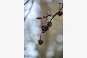 Erste Knospen