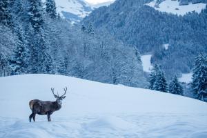 Un cerf en hiver 