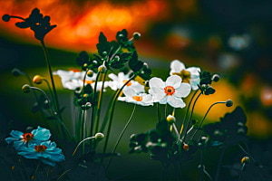 Flower Colors