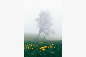 Foggy tree 