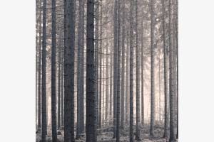 Herz im Harz Herz im Harz