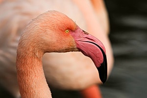 Flamingo im Tierpark Dählhölzli