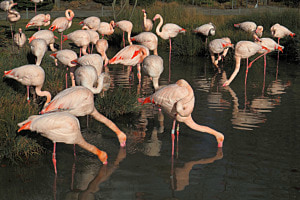 Flamingos