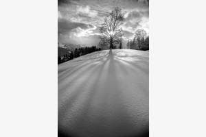 tree on snow