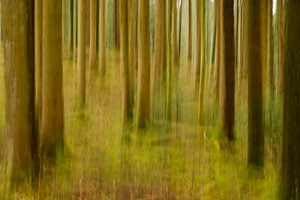Forest Forest