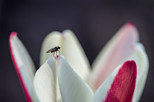 Fliege