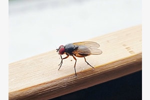 Wunderwerk Fliege