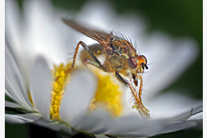 Minifliege ganz gross Minifliege ganz gross