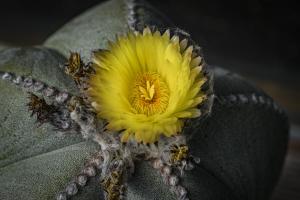 Kakusblüte
