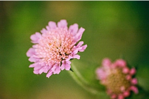 Sommerblume