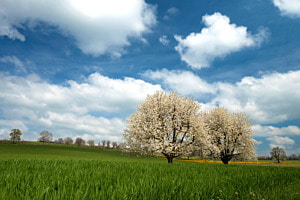 Frühling