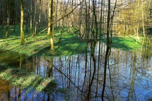 Frühlingssumpf