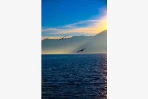 Free as a bird Free as a bird