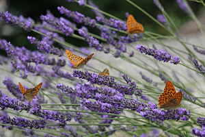 Familientreffen im Lavendel
