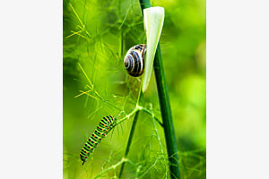 Freundschaftliche Biodiversität