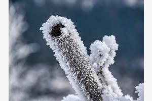 Frost