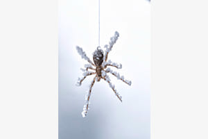 Frozen Spider Frozen Spider