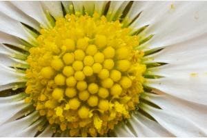 Gänseblümchen mal grösser