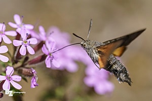 Schwebeflug des Taubenschwänzchen