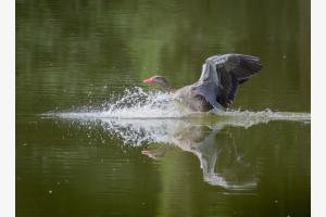 Landeanflug Landeanflug
