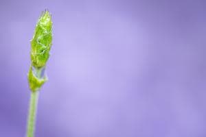 Lavendel