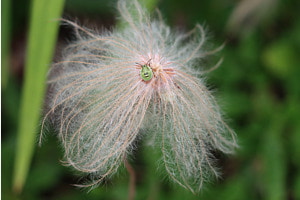 Filigran 1