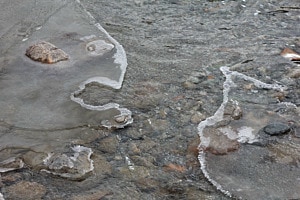 ice fish ice fish