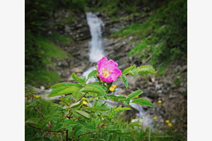 Gebiergsrose