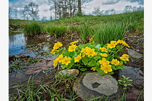 Gelbe Blumen im Bach