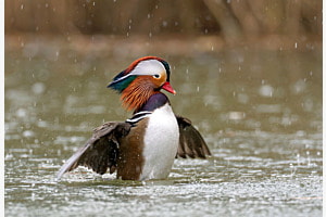 Mandarinente