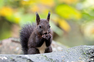 Eichhörnchen Eichhörnchen