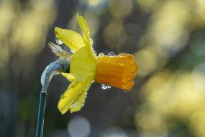 Glockenblume