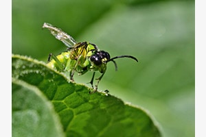 Grünschwarze Blattwespe