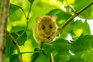 Süsse Haselmaus Süsse Haselmaus