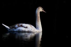 Die Jugend im Schwarzwasser Die Jugend im Schwarzwasser
