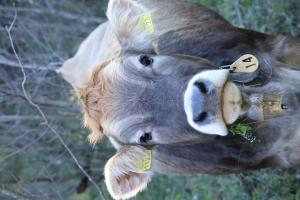 Hallo!