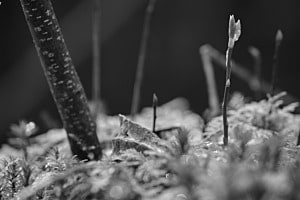 Frühlings-Haiku