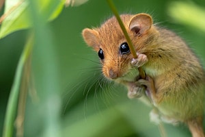 Haselmaus