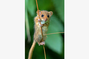 Haselmaus Haselmaus